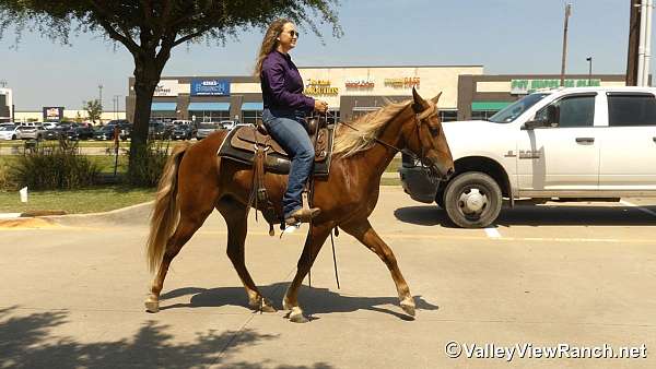 gaited-rocky-mountain-horse