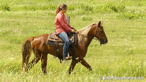 ranch-rocky-mountain-horse