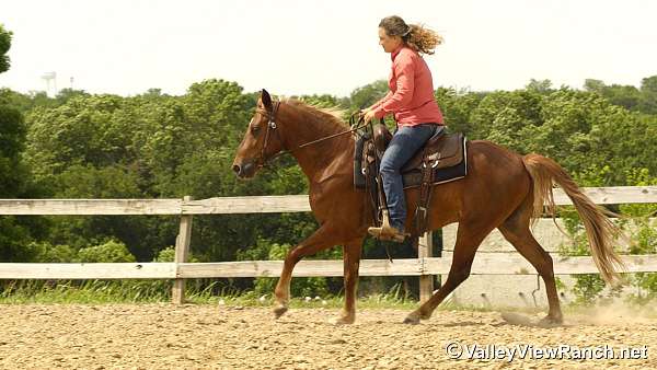 ridden-western-rocky-mountain-horse