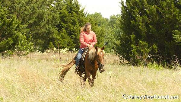 sorrel-endurance-horse