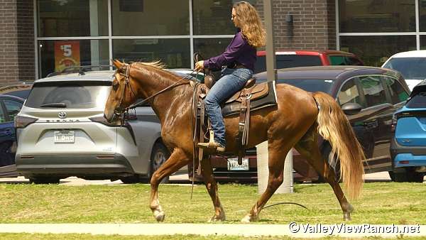 sorrel-rocky-mountain-gelding