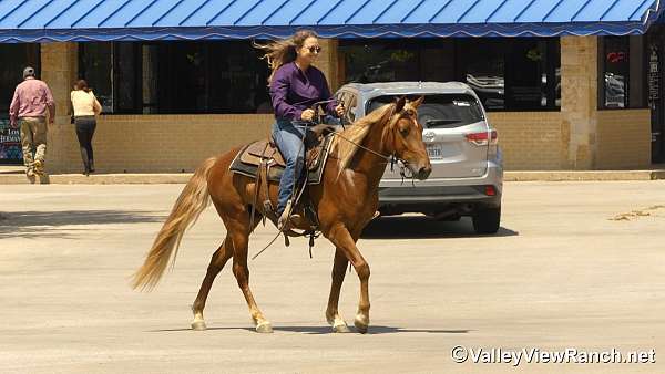 trail-riding-rocky-mountain-horse