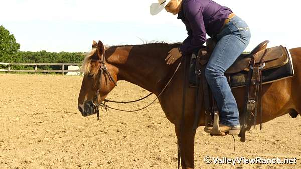trail-rocky-mountain-horse