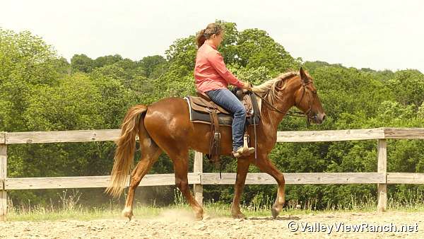 sorrel-gaited-horse