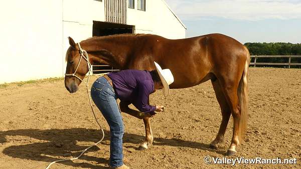 sorrel-ranch-horse