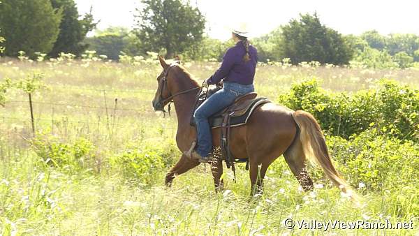 sorrel-ridden-western-horse