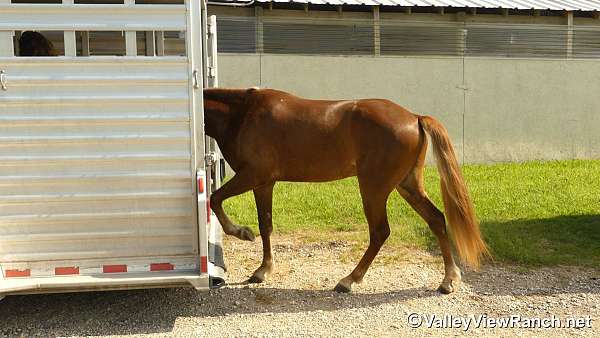 sorrel-trail-horse