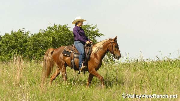 sorrel-trail-riding-horse
