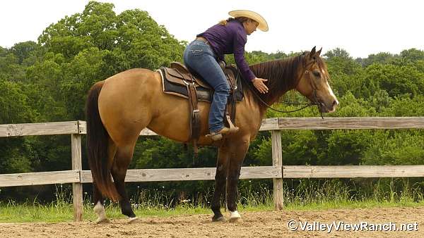 all-around-quarter-horse