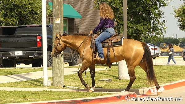 husband-safe-quarter-horse