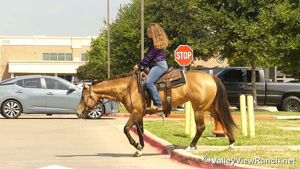 penning-quarter-horse