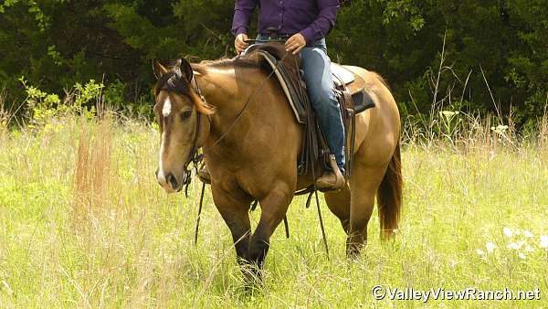 ranch-quarter-horse