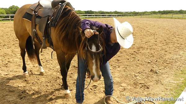 ranch-work-quarter-horse