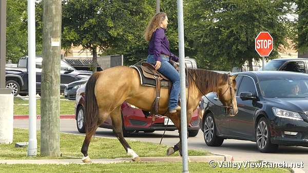 reined-cow-quarter-horse