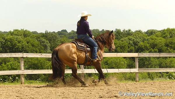 ridden-western-quarter-horse