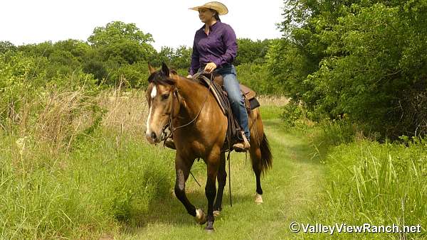 team-penning-quarter-horse