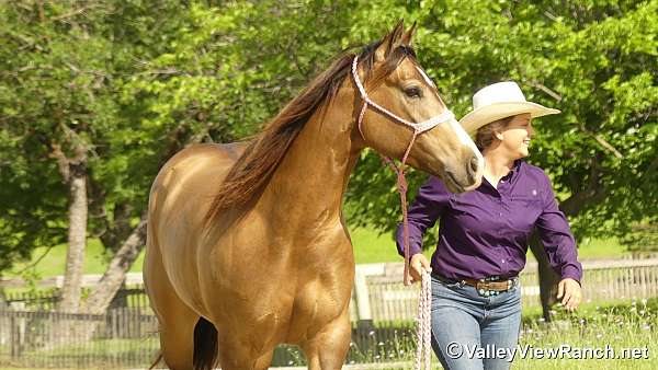 trail-quarter-horse
