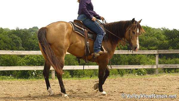 trail-class-competition-quarter-horse