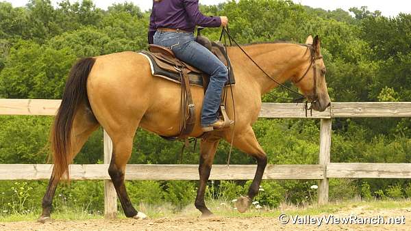 all-around-quarter-horse