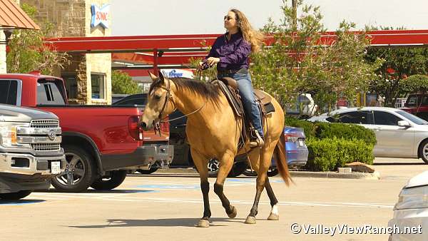 beginner-quarter-horse