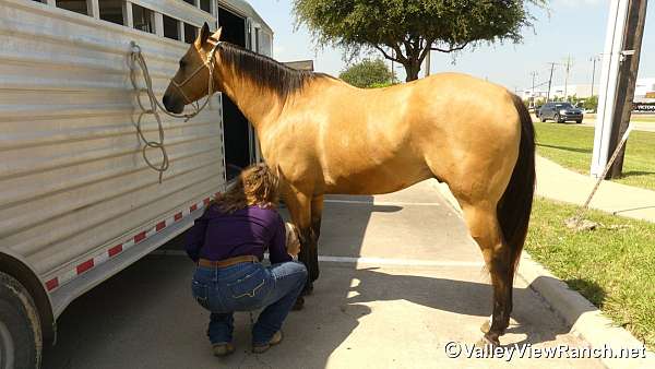 experienced-quarter-horse