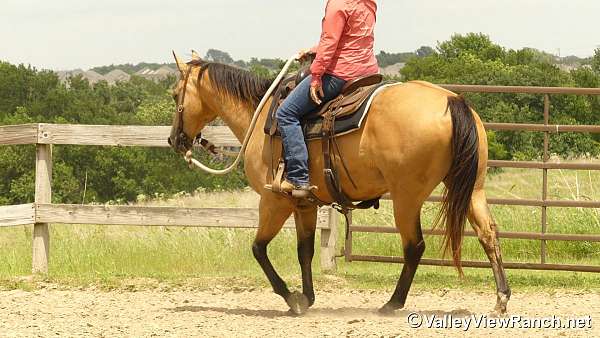 dressage-quarter-horse