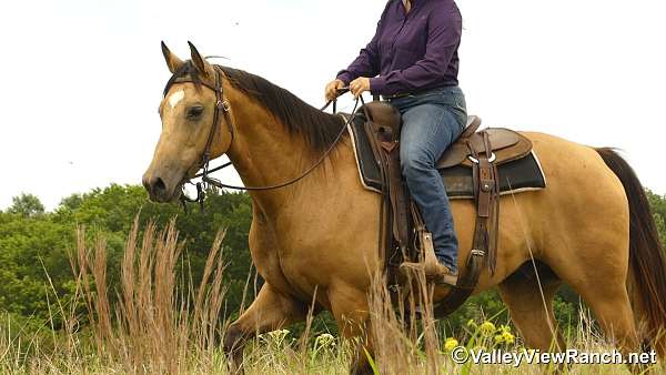 husband-safe-quarter-horse