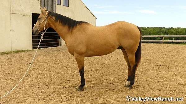 penning-quarter-horse