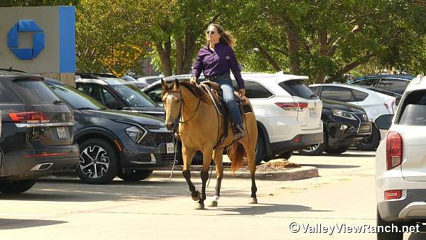 ranch-quarter-horse