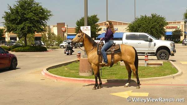 ranch-versatility-quarter-horse