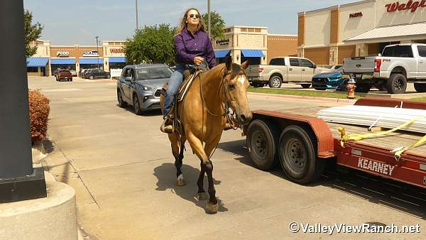 ranch-work-quarter-horse