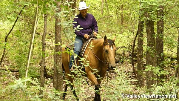 ridden-western-quarter-horse