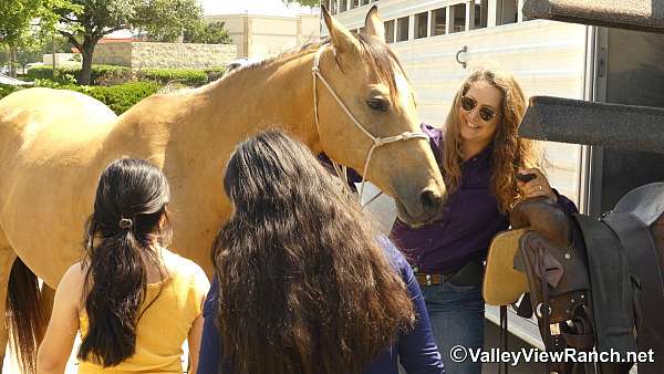 team-penning-quarter-horse