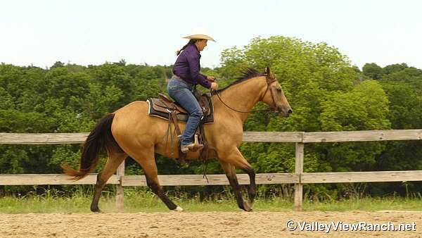 trail-quarter-horse