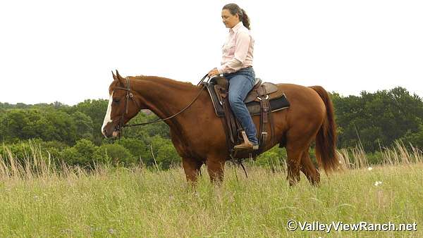 dressage-quarter-horse