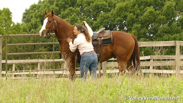 penning-quarter-horse