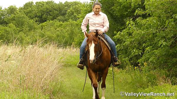 ranch-quarter-horse