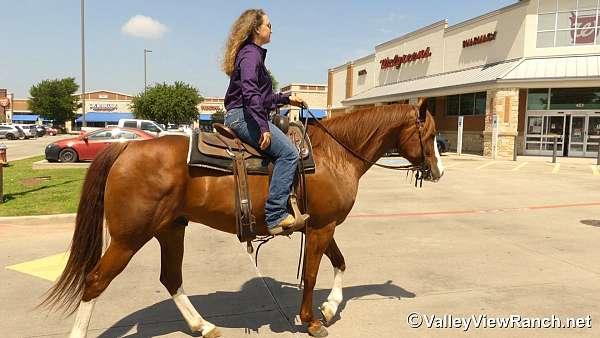 ranch-versatility-quarter-horse