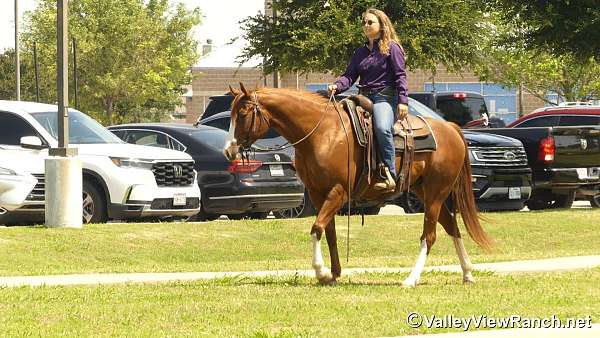 ranch-work-quarter-horse