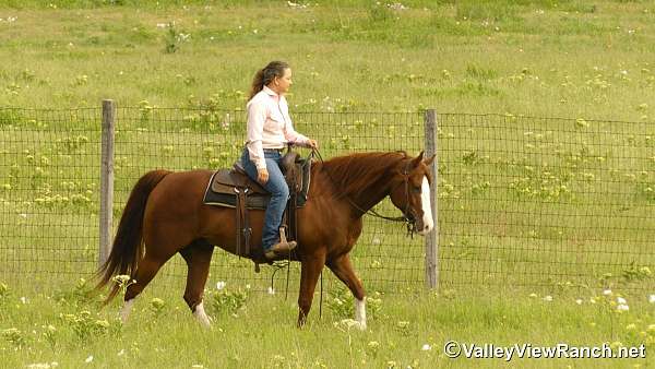 team-penning-quarter-horse