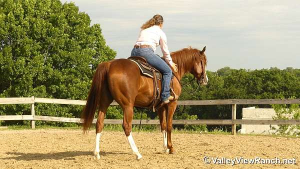 trail-quarter-horse