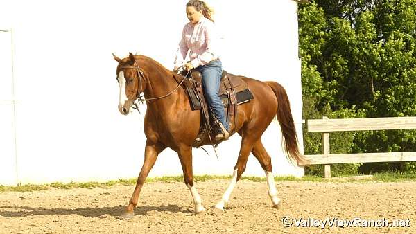 trail-class-competition-quarter-horse