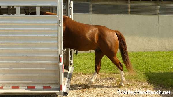 western-riding-quarter-horse