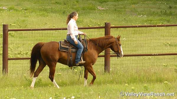 working-cow-quarter-horse