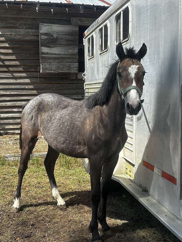 quarter-horse-filly