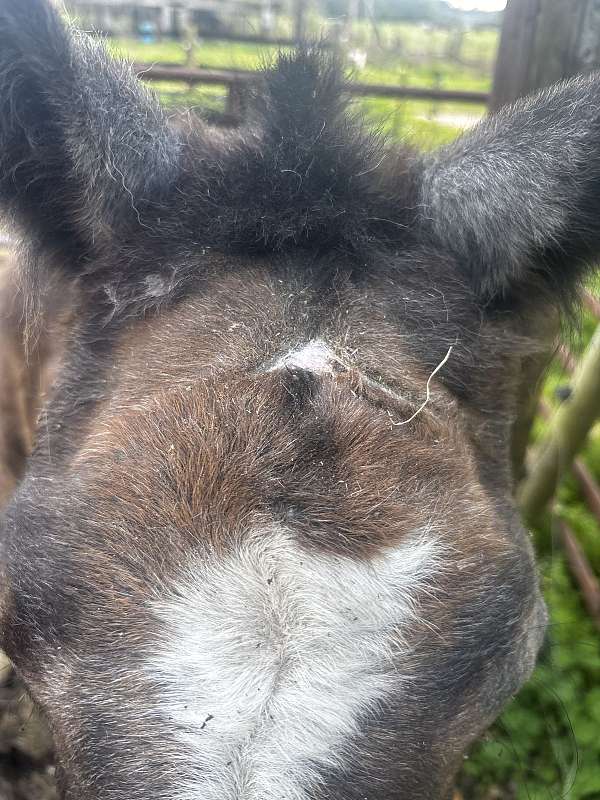 quarter-horse-for-sale