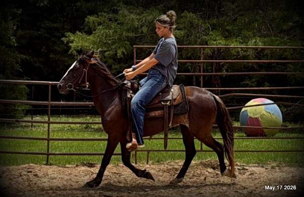 due-paso-fino-horse