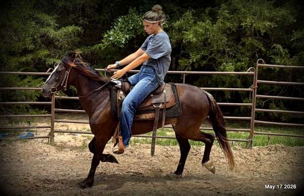 east-texas-paso-fino-horse