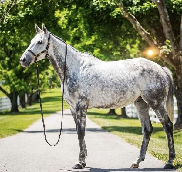 thoroughbred-horse-for-sale