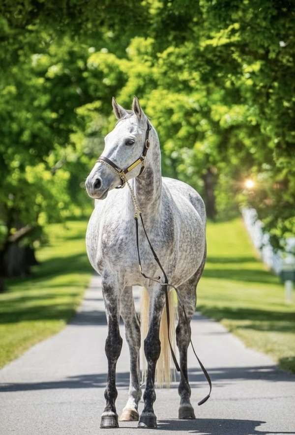 thoroughbred-mare